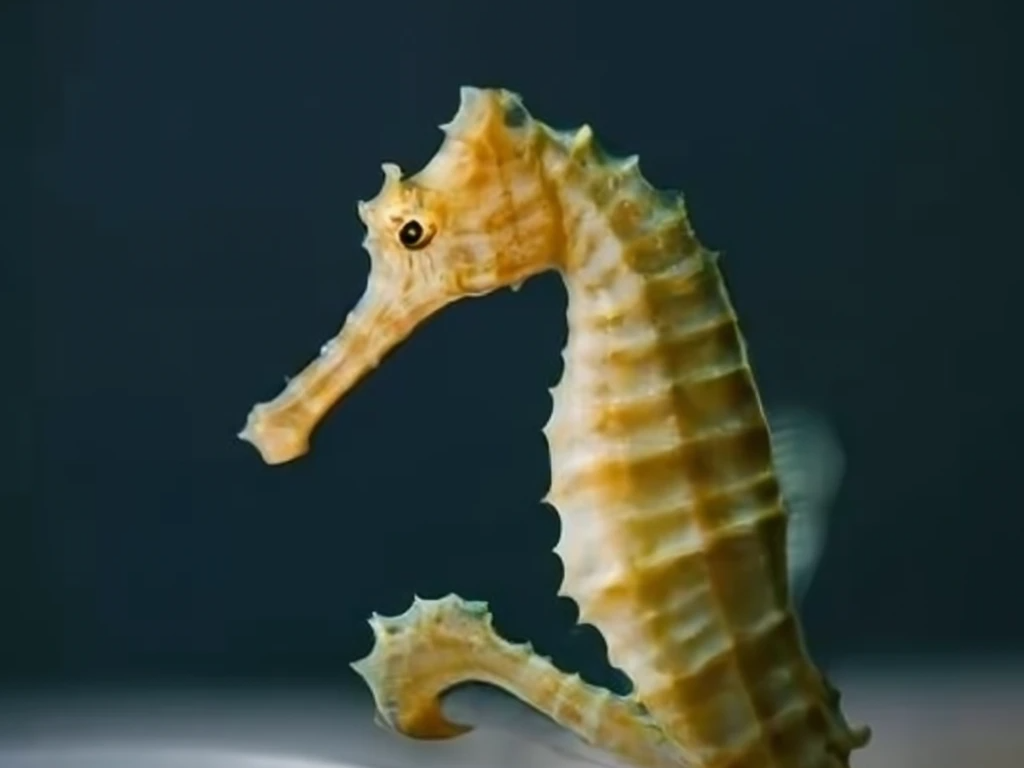 Hippocampus sindonis